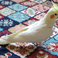 کوکو|پرنده|اندیشه, اندیشه فاز ۳|دیوار