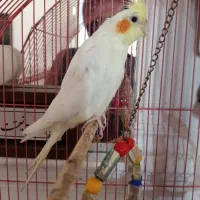 فروش فوری عروس هلندی