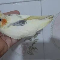 جوجه عروس دوکت لوتینو|پرنده|ساری, |دیوار