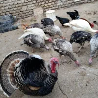 بوقلمون|حیوانات مزرعه|گنبد کاووس, |دیوار