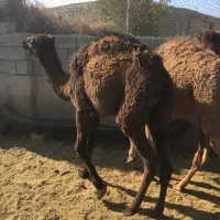 بچه شتر (حاشی)|حیوانات مزرعه|شاهرود, |دیوار