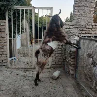 نربز پاکستانی