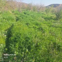 واگذاری علف باغی