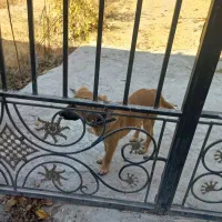 توله سگ ژرمن ۵ ماهه