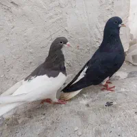 جفت یال شهری|پرنده|شیراز, کوشک میدان|دیوار