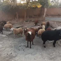 ۲۰ راس بره نر و ماده|حیوانات مزرعه|بوئین و میاندشت, |دیوار