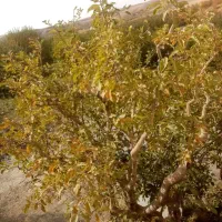 هرس کاری|خدمات باغبانی و درختکاری|مهاباد (آذربایجان غربی), |دیوار