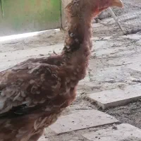 فروش مرغ و خروس لاری 700|حیوانات مزرعه|شیراز, نصر|دیوار