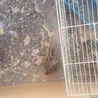 پنج عدد بلدرچین نر و ماده