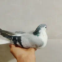 کبوتر|پرنده|شوشتر, |دیوار