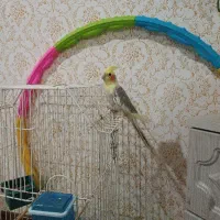 عروس هلندی نر معاوضه