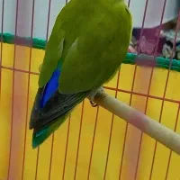 جفت طوطی برزیلی نر و ماده مولد|پرنده|اندیمشک, |دیوار