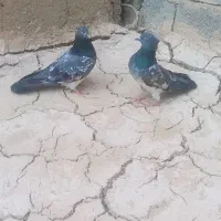 کله سبز کاکل