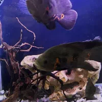 ماهی اسکارکاملا سالم