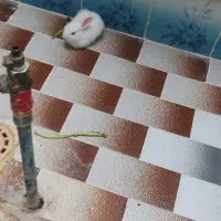 خرگوش