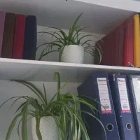گلدان های گل طبیعی|گل و گیاه طبیعی|کرج, فاز ۴ مهرشهر|دیوار