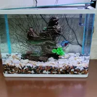 اکواریوم زیبا سایز بزرگ