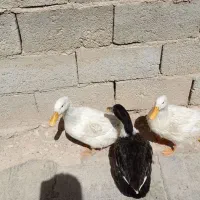 فروش اوردک|حیوانات مزرعه|طرهان, |دیوار