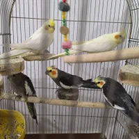 طوطی عروس هلندی