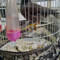 پرنده مرغ مینا