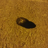 شهاب سنگ|کلکسیون اشیاء عتیقه|زابل, |دیوار