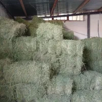 یونجه درجه یک