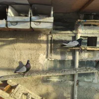 کبوتر سینه سیاه