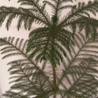 سلام کاج مطبق یک متری سالم وسر حال|گل و گیاه طبیعی|کاشان, شهرک خاتم الانبیا (مسکن ملی کاشان)|دیوار