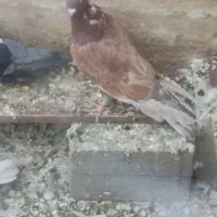 کفتر کبوتر|پرنده|تهران, سنائی|دیوار