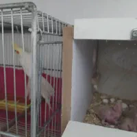 یک جفت عروس لوتینو همراه ۴جوجه|پرنده|مشهد, شهید آوینی|دیوار