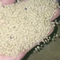 عدس ریز تازه روسی|خوردنی و آشامیدنی|رشت, پارک شهر|دیوار