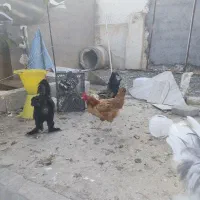 خروس ومرغ سلطان و لهستانی|حیوانات مزرعه|ماکو, |دیوار