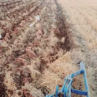 ۱۲ هکتار زمین یک تیکه براه گندم اجاره داده میشود|اجارهٔ دفتر صنعتی، کشاورزی، تجاری|شوشتر, |دیوار