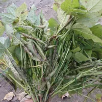 باقالی محلی