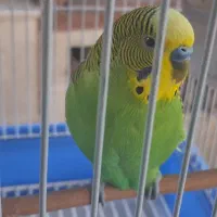 یک جفت مرغ عشق|پرنده|تهران, گلستان (شهرک راه آهن)|دیوار