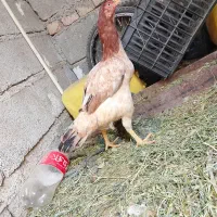 اسباب بازی بچه مرغ
