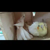 عروس هلندی|پرنده|ساری, |دیوار