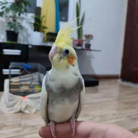 عروس هلندی نر