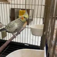 عروس هلندی مولد|پرنده|ری, فیروزآبادی|دیوار