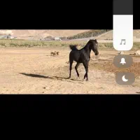 اسب اصیل کرد