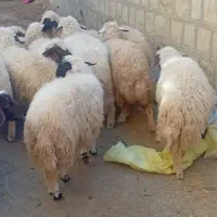 بره فروش|حیوانات مزرعه|گچی, |دیوار