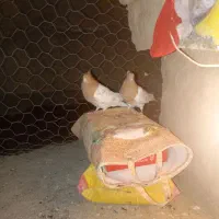 یک جفت کفتر کله زرد