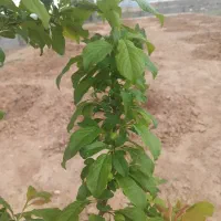 زمین فروشی دهنه۳۲در۶۳|فروش دفتر صنعتی، کشاورزی، تجاری|تربت جام, میان جام|دیوار