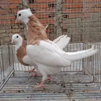 کبوتر طوقی دمبی دم‌سفید چادری سینه زاغ آبادانی