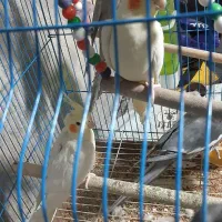 عروس هلندی|پرنده|مشگین شهر, |دیوار