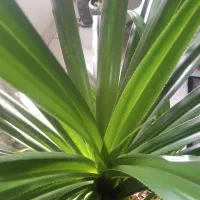 فروش گلدان آپارتمانی|گل و گیاه طبیعی|گرمدره, |دیوار