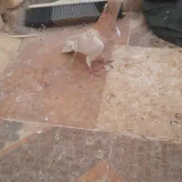 کبوتر زاجر|پرنده|مهریز, |دیوار