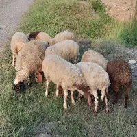 بره سالم|حیوانات مزرعه|رشت, گیل|دیوار