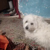 واگذاری رایگان دوتا سگ نر پشمالو برای مدت کوتاهی