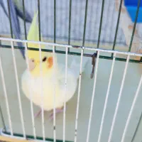 پرنده عروس هلندی مولد|پرنده|رومشکان, |دیوار